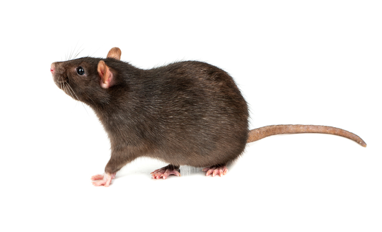 Thick grey Norway rat isolated on white background