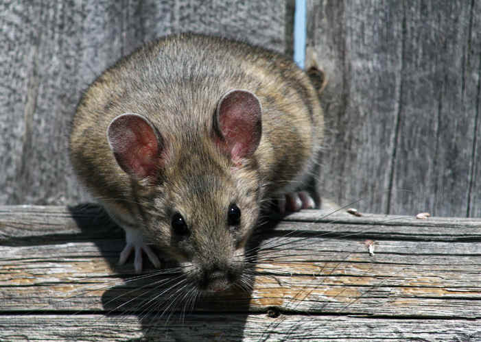 packrat, otherwise known as the woodrat