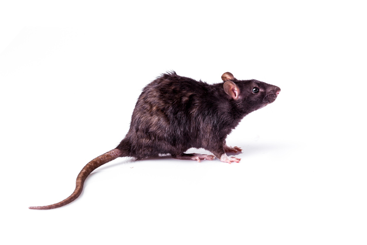 Dark brown roof rat isolated on white background
