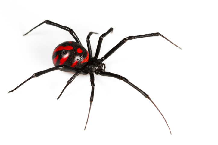 Female widow spiders are typically dark brown or a shiny black in color when they are full grown, usually exhibiting a red or orange hourglass on the ventral surface (underside) of the abdomen.