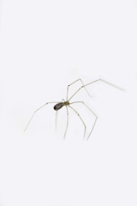 Cellar Spider