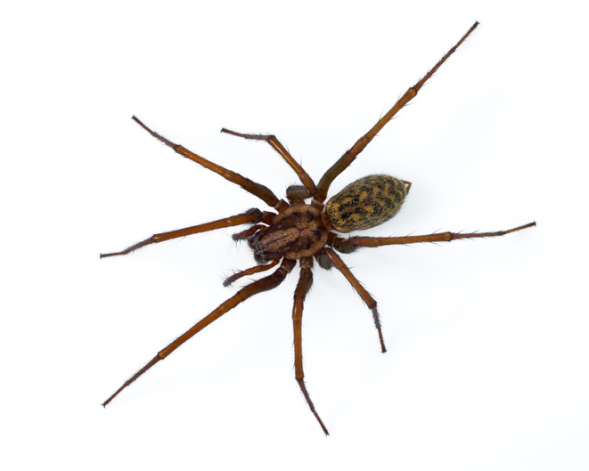 house spider