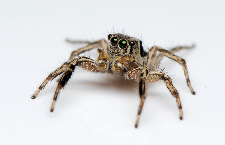 The Jumping Spider Isn't the Only Spider That Jumps in Denton