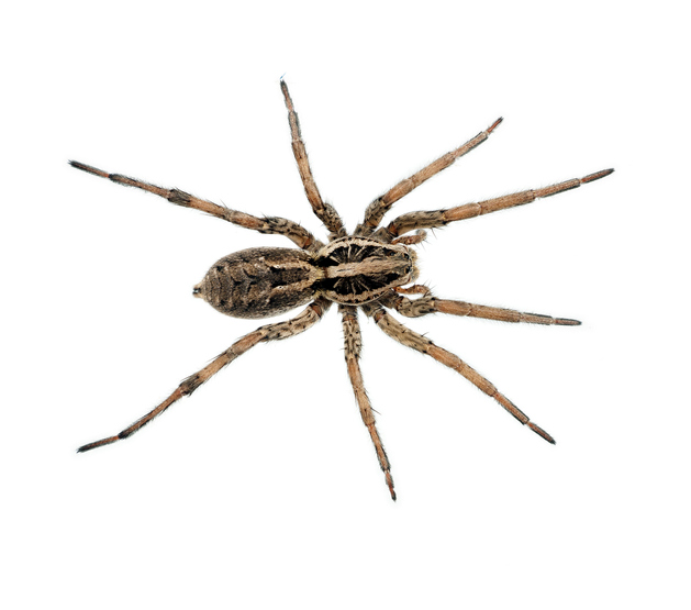 Wolf Spider vs Brown Recluse: Five Main Differences Explained - AZ Animals