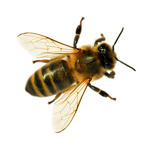 Africanized bee with stripes. European or western honeybee isolated on white background