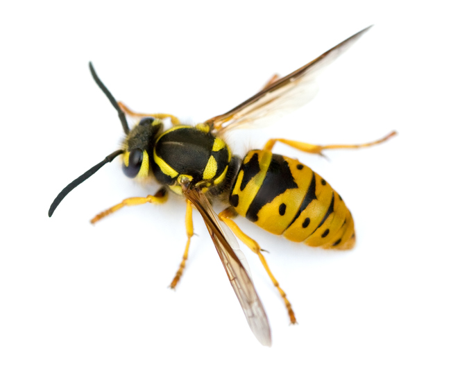 macro shot of Queen Eastern Yellowjacket Wasp (Vespula maculifrons) isolated on white.