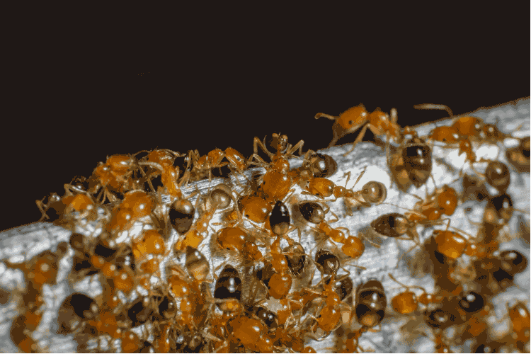 Group of pharaoh ants on a log.