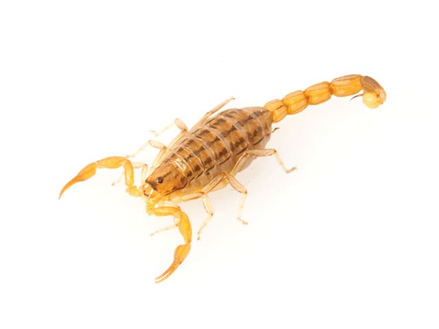 scorpion on white background