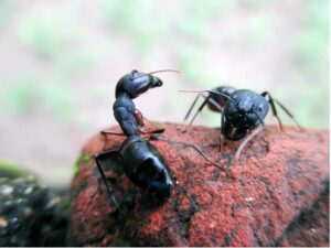 Odorous House Ant vs Carpenter Ant | Burns Pest