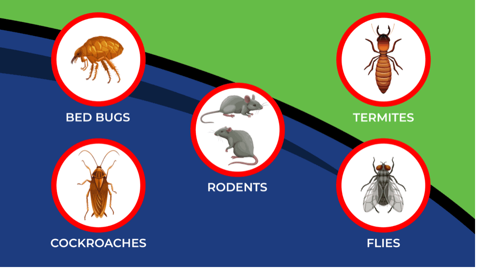 5 most common commercial pests in Arizona: bed bugs, cockroaches, rodents, termites, and flies