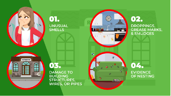 signs of a commercial pest infestation: odd smells, droppings and grease marks, damage to building structures, and evidence of nesting