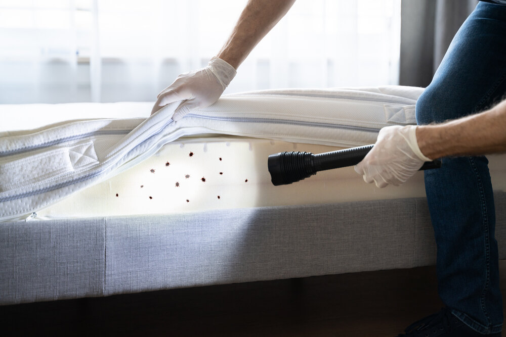 Effective Bed Bug Management Services Columbus