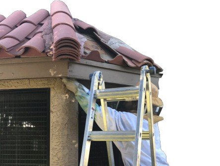 Beekeeper removing a bee hive near gutters.