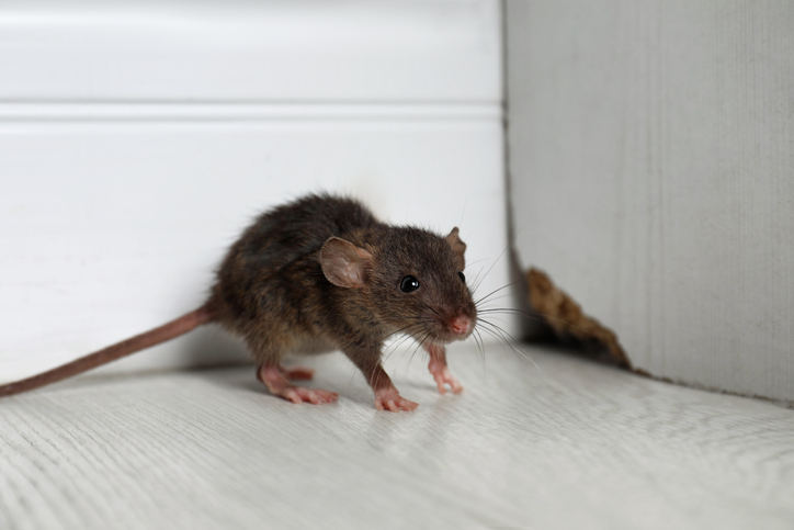 Small mouse next to a crack in the wall.