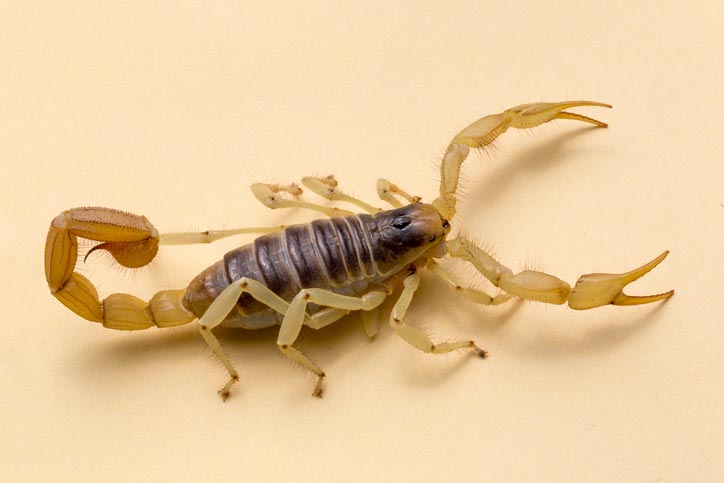 Scorpion Control Phoenix Tucson Las Vegas Burns Pest