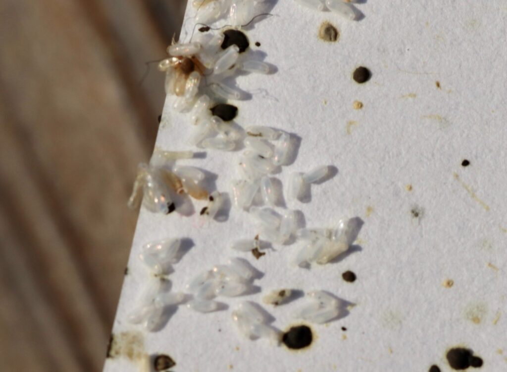 bed bug eggs on mattress