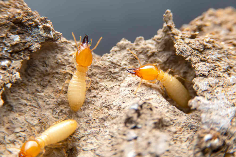 Several termites crawl on a piece of wood that they have hollowed out when making a home