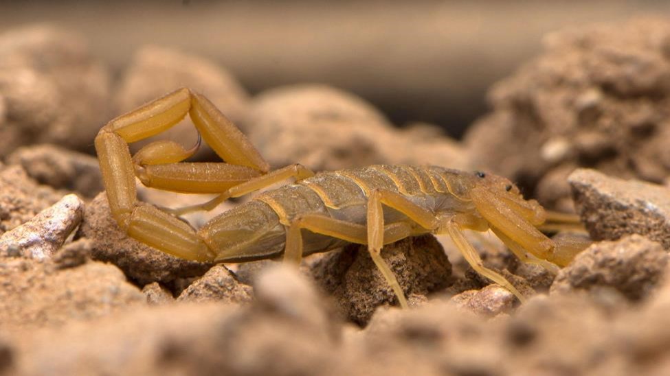 A bark scorpion scuttles along rocks and other debris in the desert