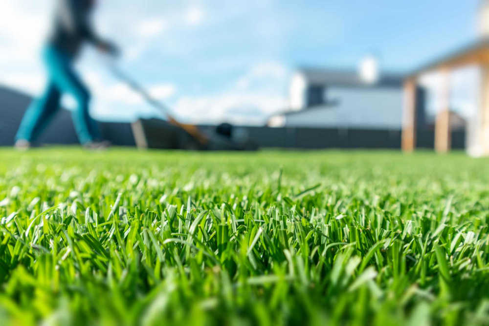 A close-up picture of green grass, with someone mowing their fenced-in lawn with a push mower in the background.