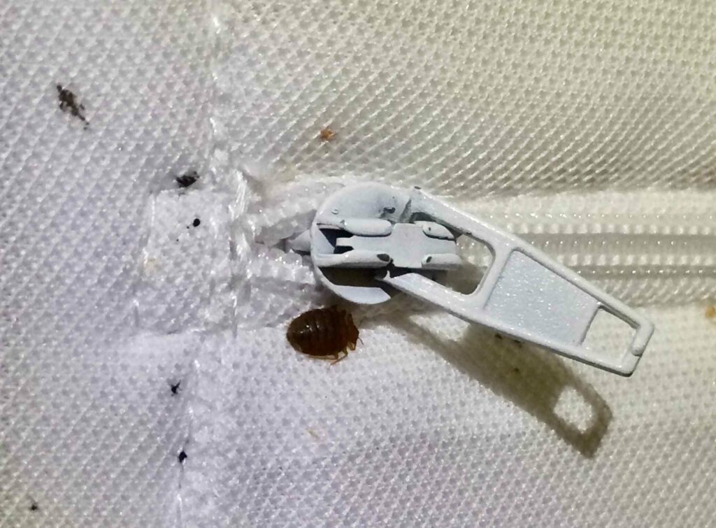 A brown bed bug crawls near the zipper on a mattress cover. The cover has been stained with black and rust-colored spots.