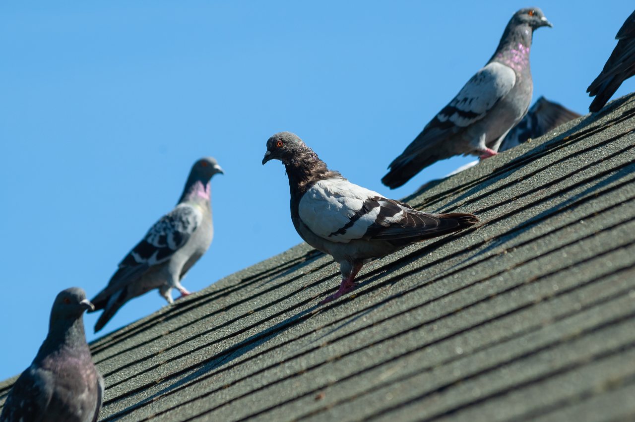 Four pigeons roost on top of a shingled roof on a bright, cloudless day.