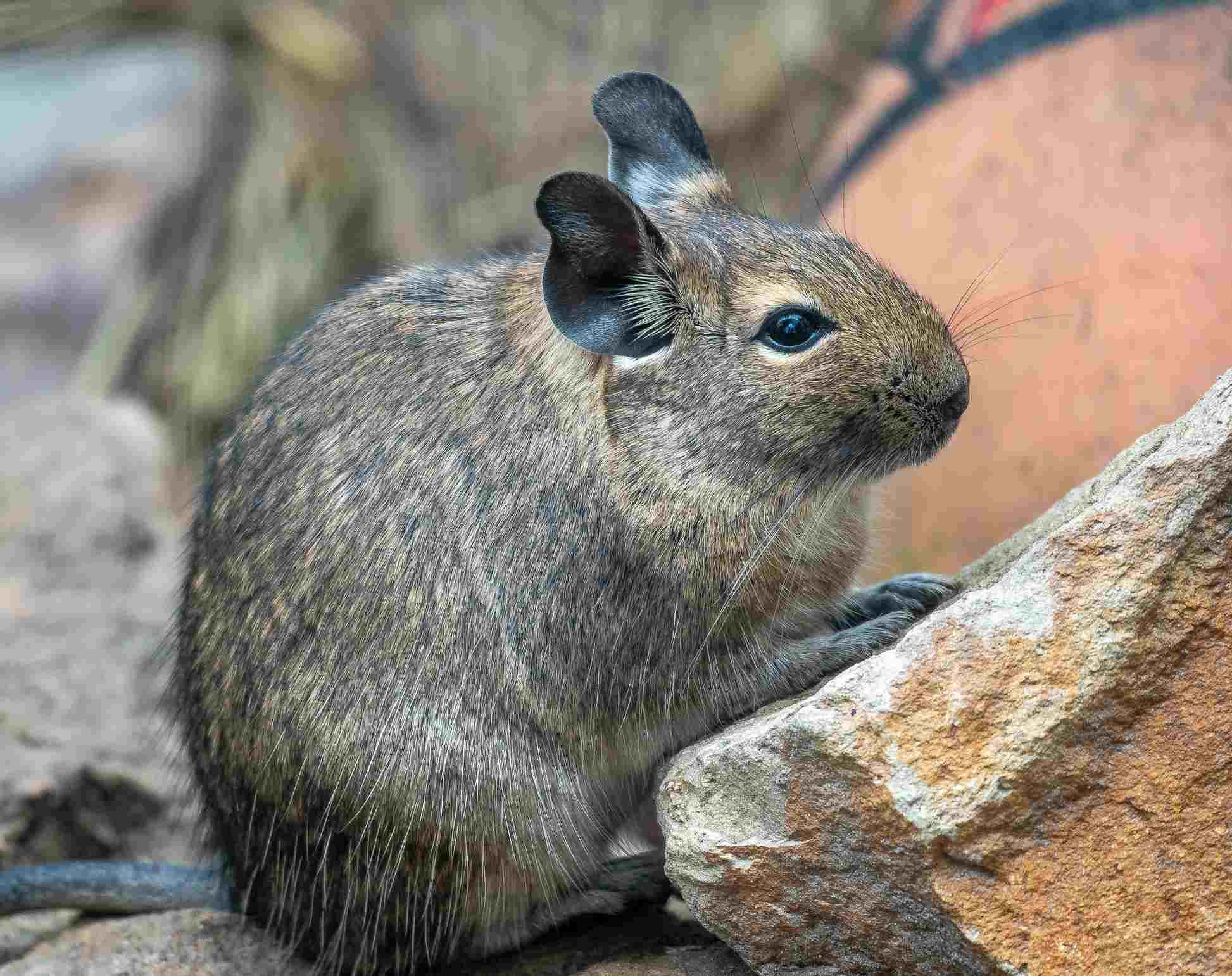Unpacking The Arizona Packrat Burns Pest Elimination