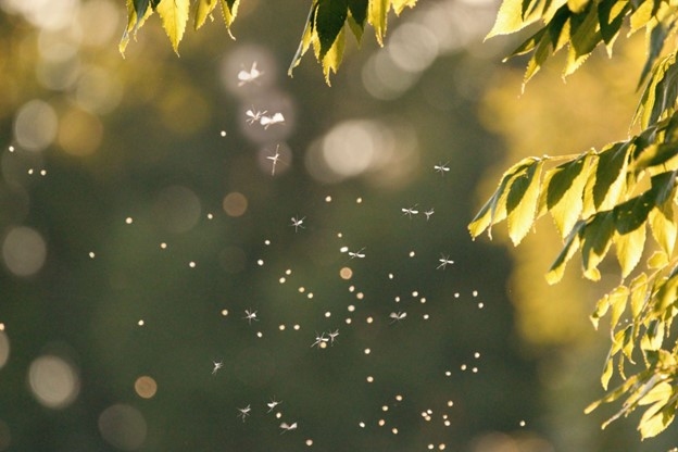 A swarm of mosquitoes fly around a green tree on a sunny day.