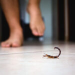 A brown and black scorpion stands ready to strike on a kitchen floor as a person walks towards it.