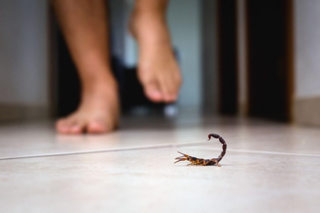 A brown and black scorpion stands ready to strike on a kitchen floor as a person walks towards it.