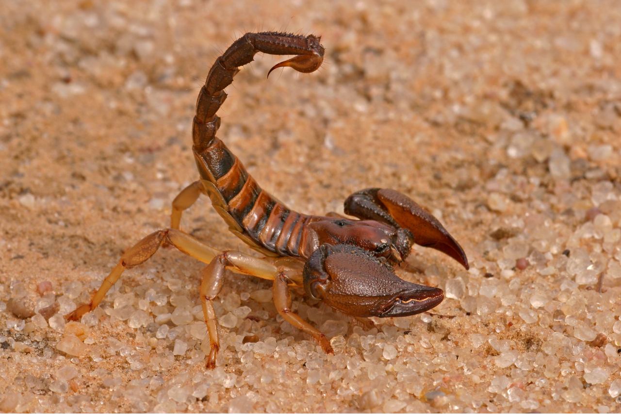 A bark scorpion stands in the desert sand
