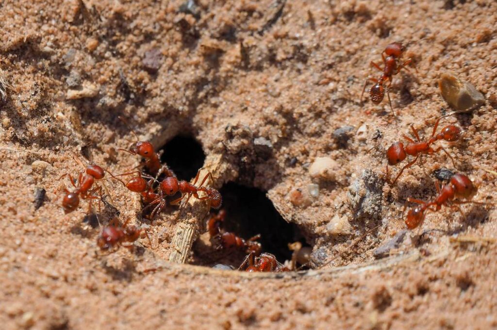 A group of fire ants work together around the entrance to their nest