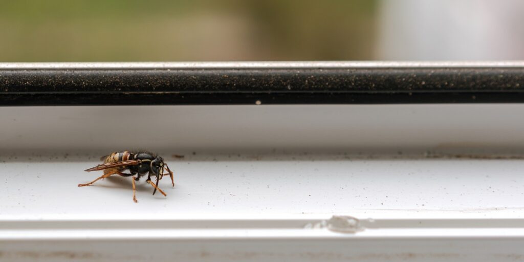 a bee sits on the windowsill inside of a home