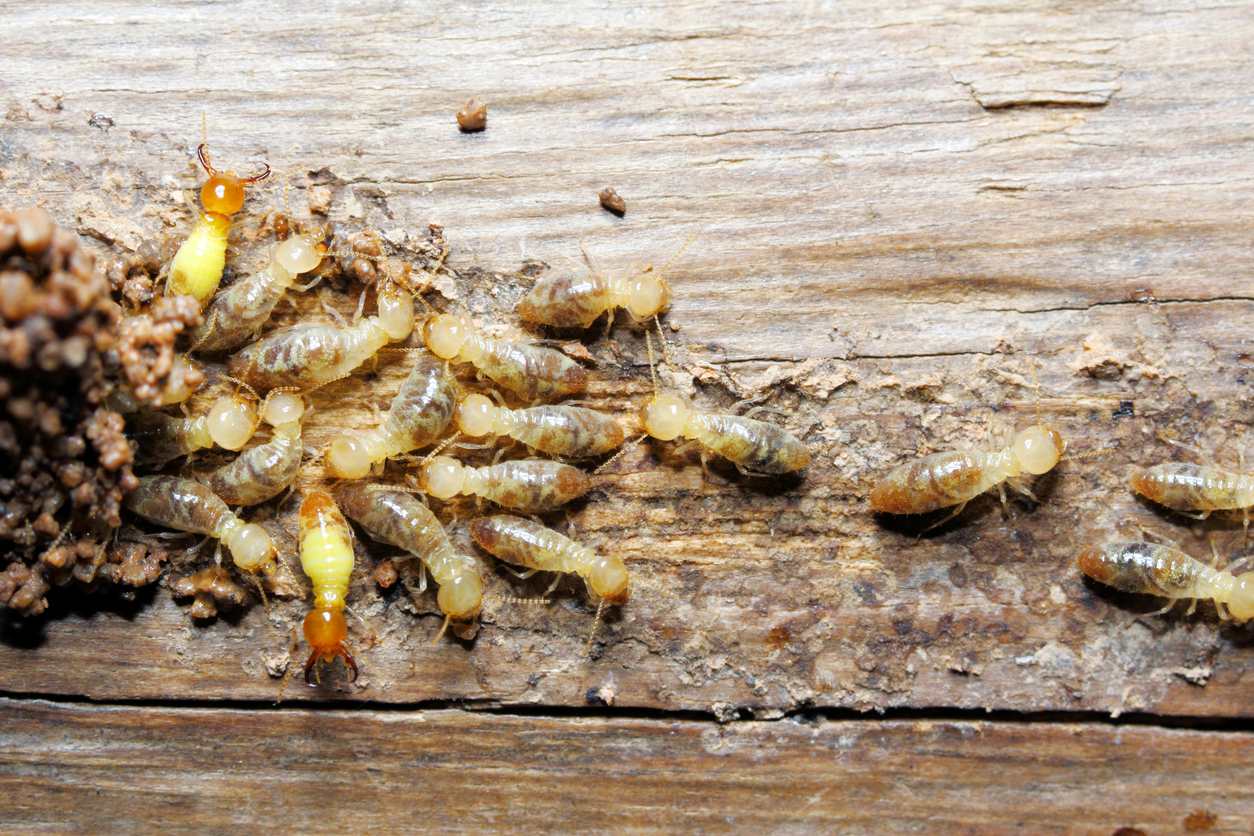 White termites crawl around on a piece of wood