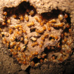 Termites in an underground nest.