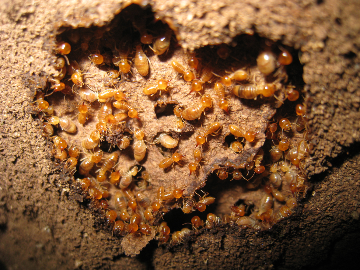 Termites in an underground nest.