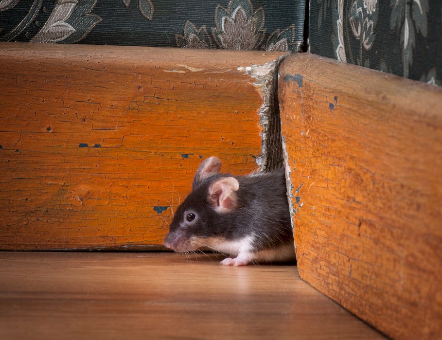 A gray mouse sneaks into a home through a gap in the trim along the floor