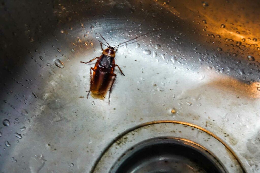 A cockroach sits in a dirty, wet sink