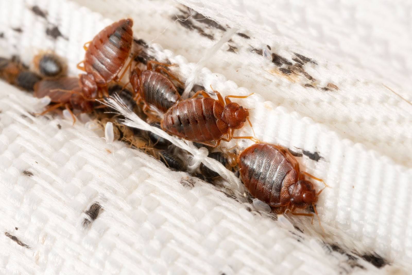 Several brown bed bugs crawl around a ripped seam in a mattress