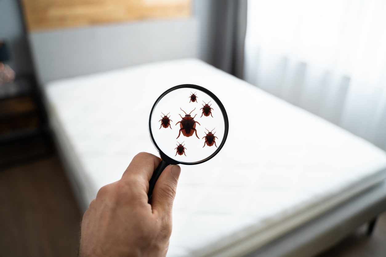 A magnifying glass is held up to a bed with white linens, showing bed bugs