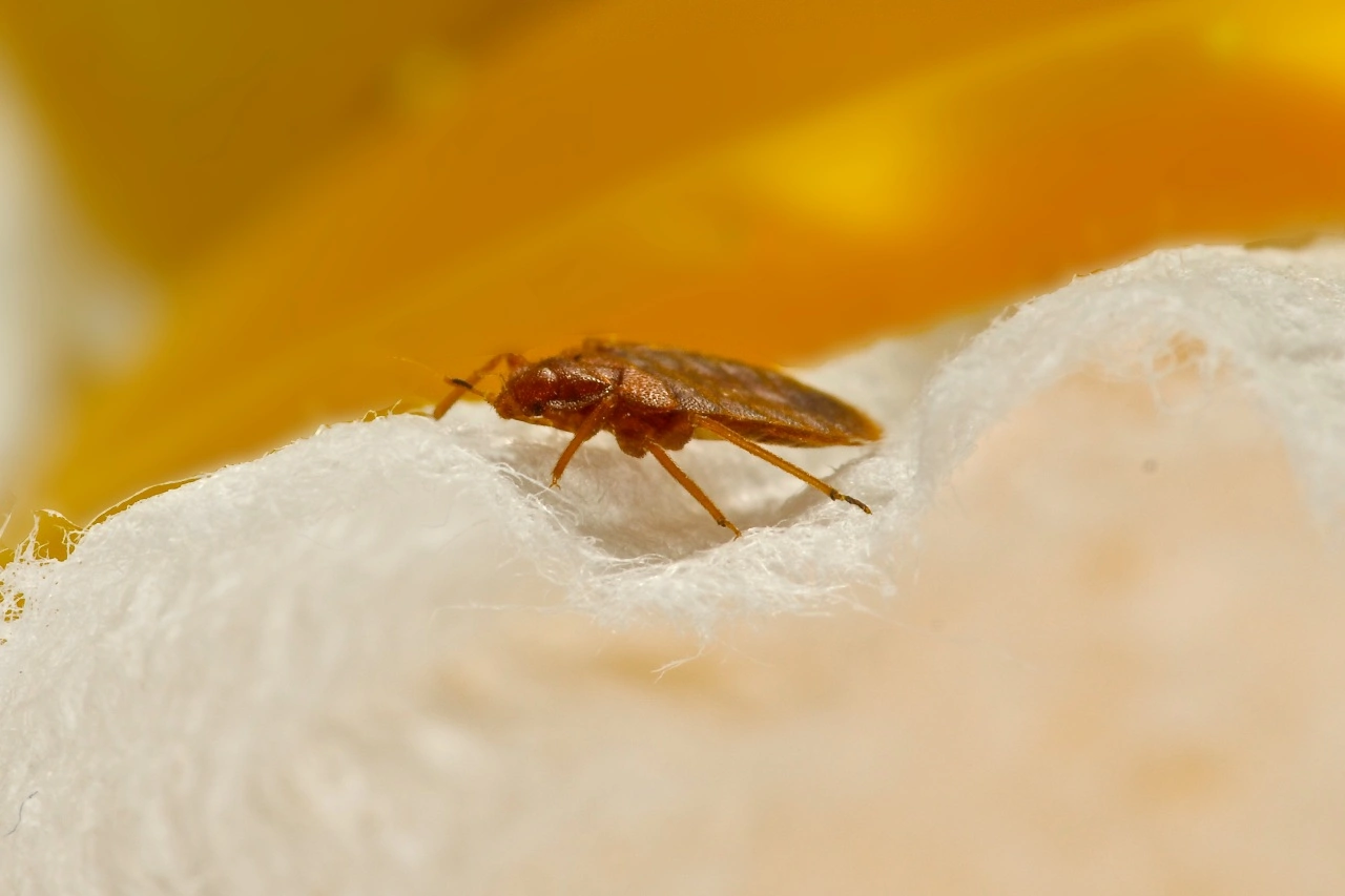 Bed bug on a bed.