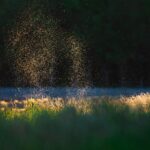 Mosquitoes fly above a field in the backlight of the evening sun.