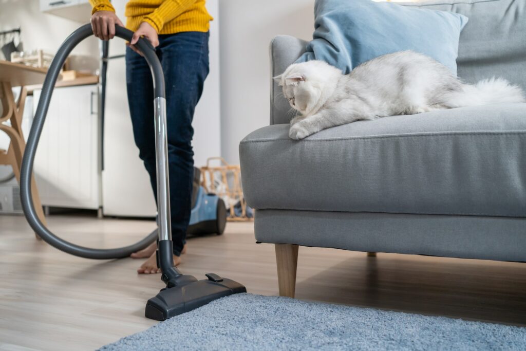 A fluffy cat watches as homeowner vacuums living room rug