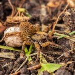 Wolf spider perches above egg sac