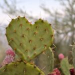 Heart-shaped cactus in the Arizona wilderness.