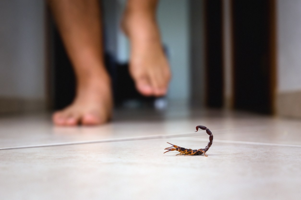 Scorpion on the floor near a person’s foot.