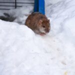 A rat walks in the snow looking for food.