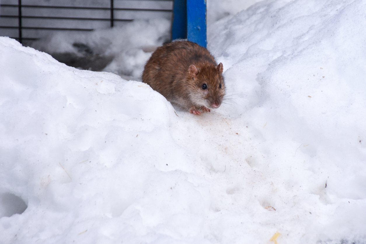 A rat walks in the snow looking for food.