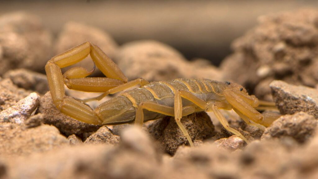Arizona Bark Scorpion crawling on the rocky, sandy ground with stinger curled along its back.