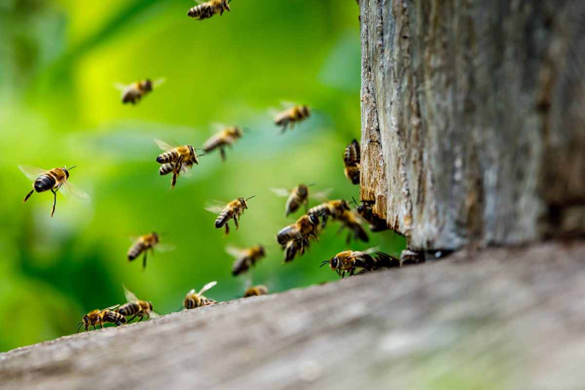 A swarm of honeybees gather outside their hive.