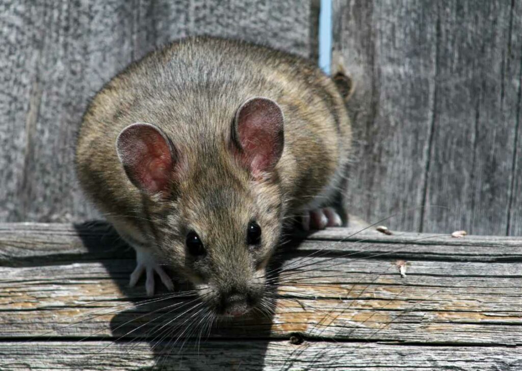 Close-up shot of a pack rat or wood rat sitting on a fence.